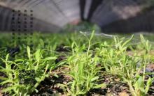 霍山石斛推廣應用和規范使用與科學發展