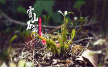 走進中國石斛之鄉太平畈——為您揭開神秘的霍山石斛