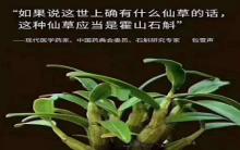  怎么樣辨別鐵皮石斛的真假